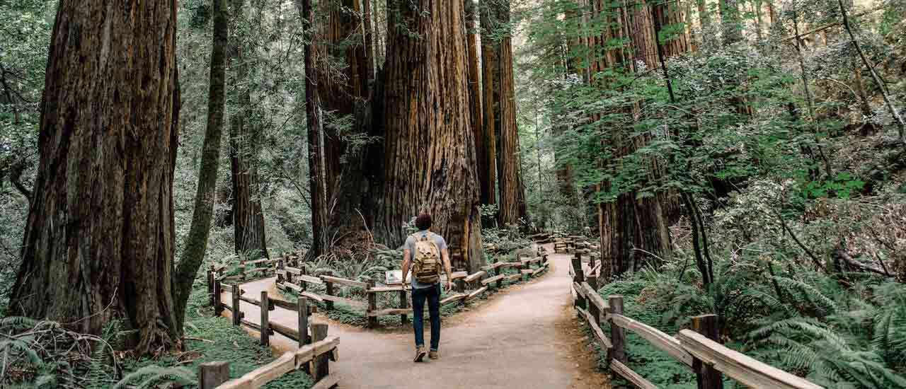 Intro to Forest Bathing &amp; Where to Practice the Art in the U.S.