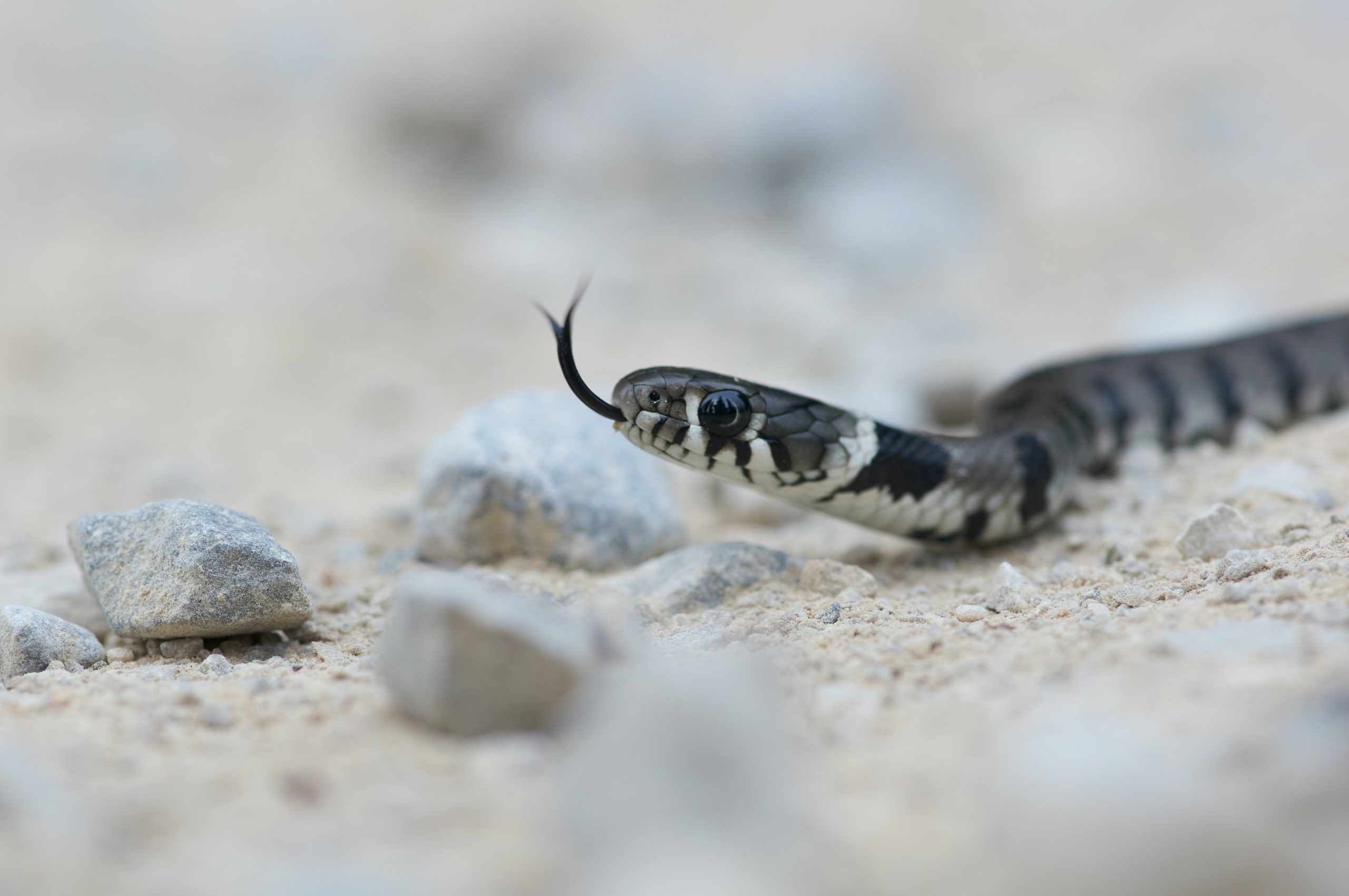 The First Hour After a Snake Bite: Everything You Should Know