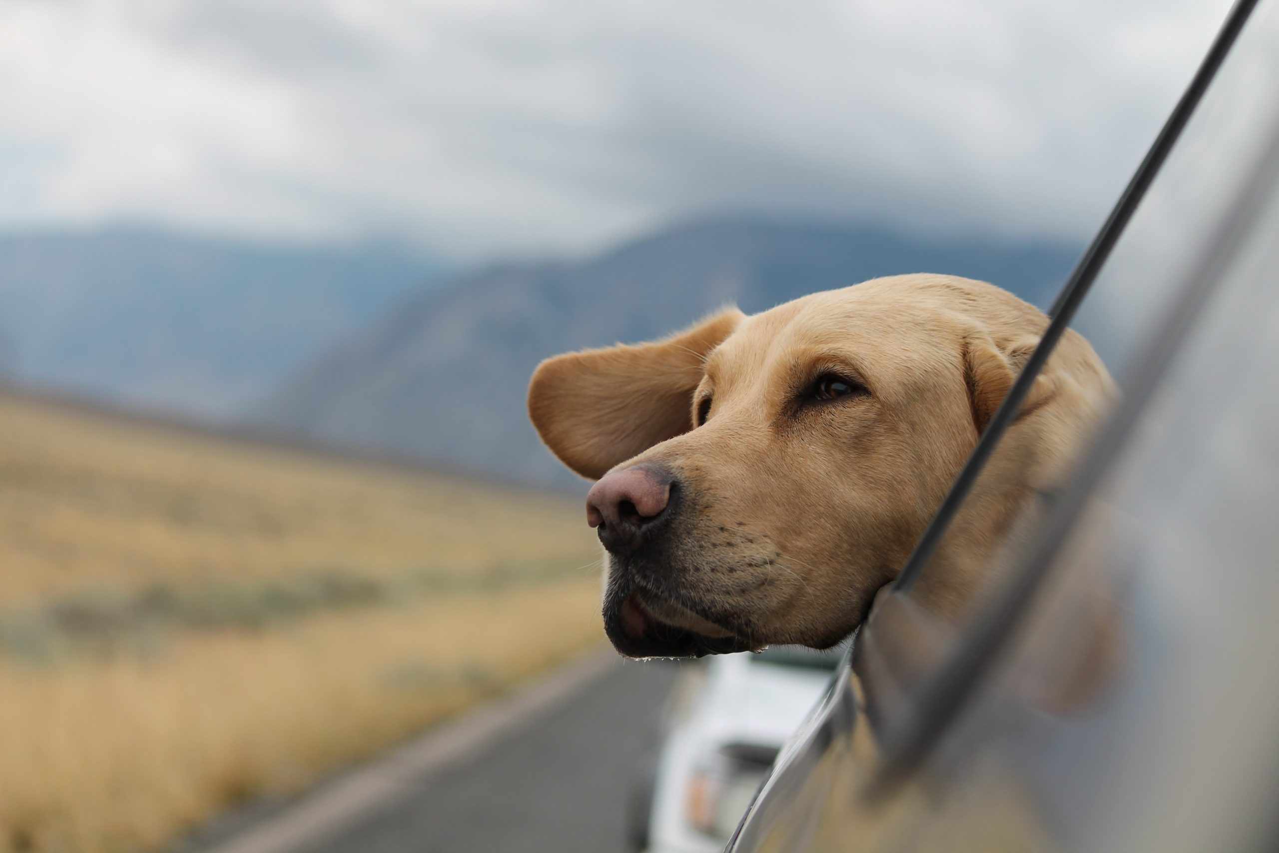 What RV type is best for pet travel?