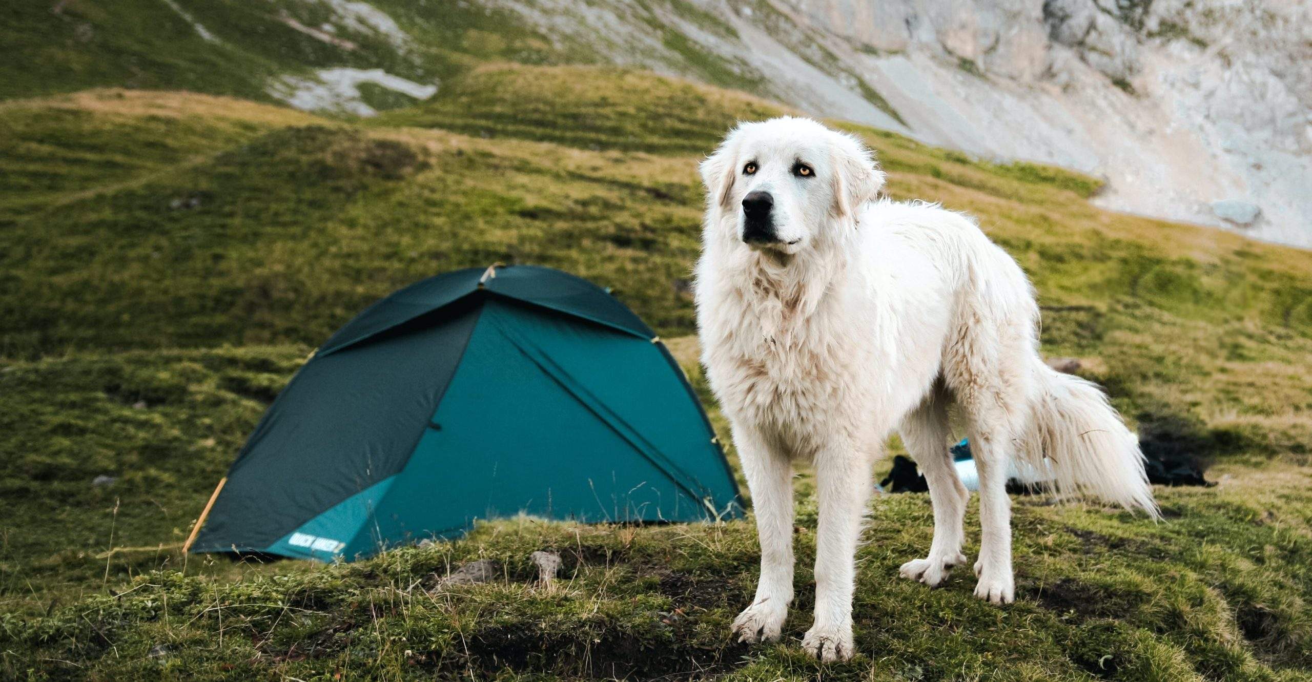 Finding pet-friendly campgrounds
